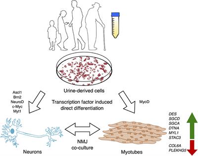 Editorial: Challenges and Opportunities for Neuromuscular Disease Modelling Using Urine-derived Stem Cells